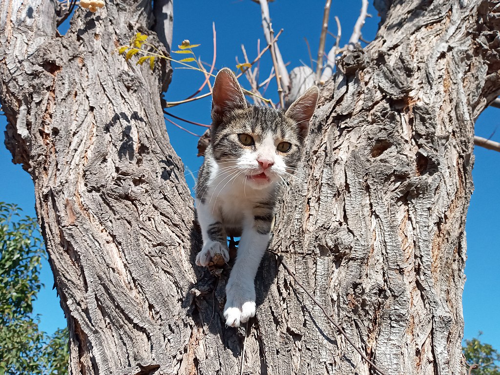 Gato