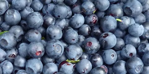 Blueberries